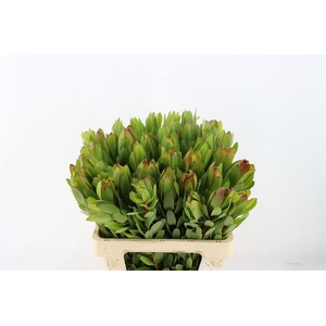 Leucad Goldstrike 60cm