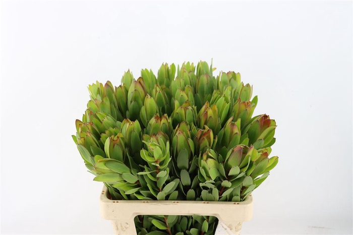 <h4>Leucad Goldstrike 60cm</h4>