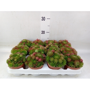 Sempervivum   ...