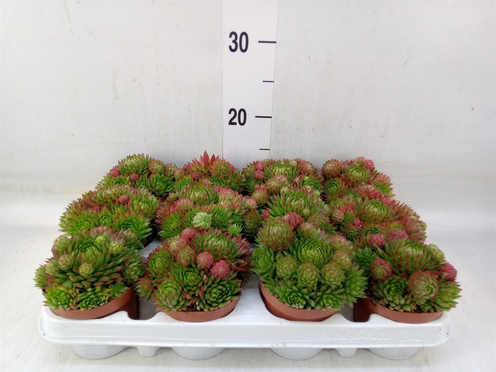 <h4>Sempervivum   ...</h4>