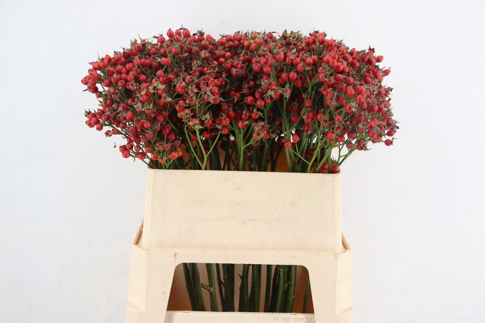 <h4>ROSA MAG SUNSET</h4>