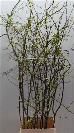 Chaenomeles Superba