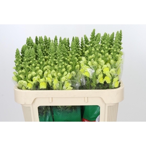 Antirrhinum Opus Yellow