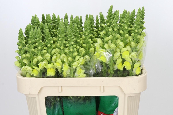 <h4>Antirrhinum Opus Yellow</h4>