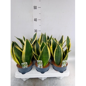 Sansevieria trifa.   ...