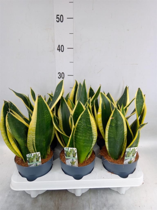 <h4>Sansevieria trifa. ...</h4>