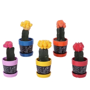 Thank you Teacher Arr. Cactus Ceramic Pot Blackboard Ø07cm 1PP