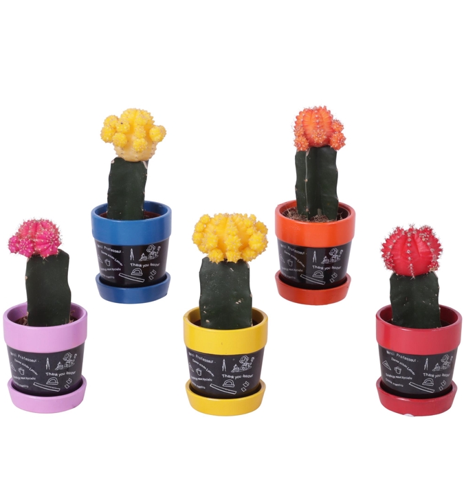 <h4>Thank you Teacher Arr. Cactus Ceramic Pot Blackboard Ø07cm 1PP</h4>