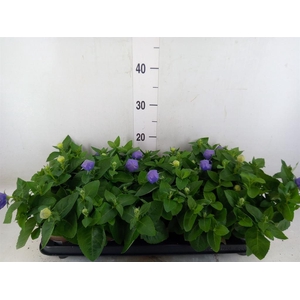 Platycodon grand. 'Astra Blue'