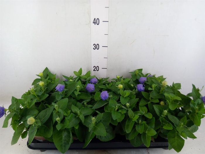 <h4>Platycodon grand. 'Astra Blue'</h4>