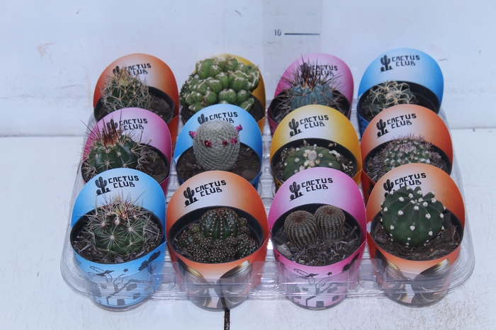 CACTUS CRISTATA VARIADO P09