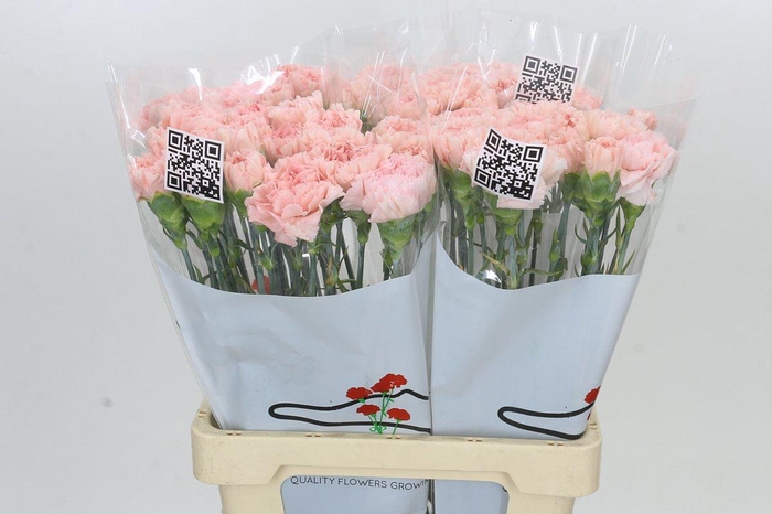 <h4>Dianthus St Doncel</h4>