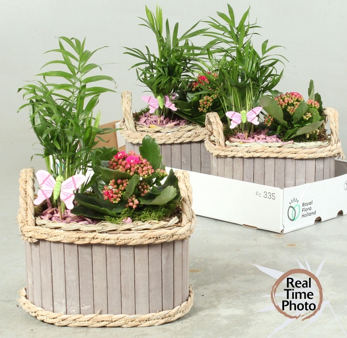 <h4>ARR KAMERPL</h4>