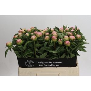 Paeonia Catharina Fontijn