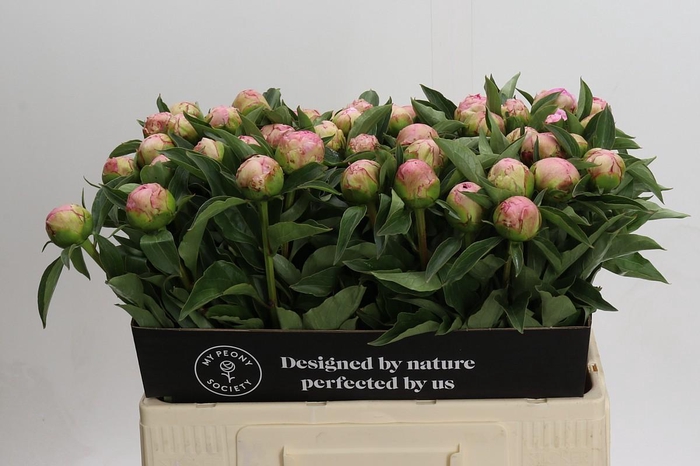 Paeonia Catharina Fontijn