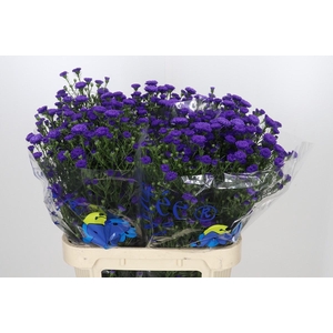 Aster Astee Dark Milka