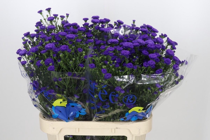 <h4>Aster Astee Dark Milka</h4>