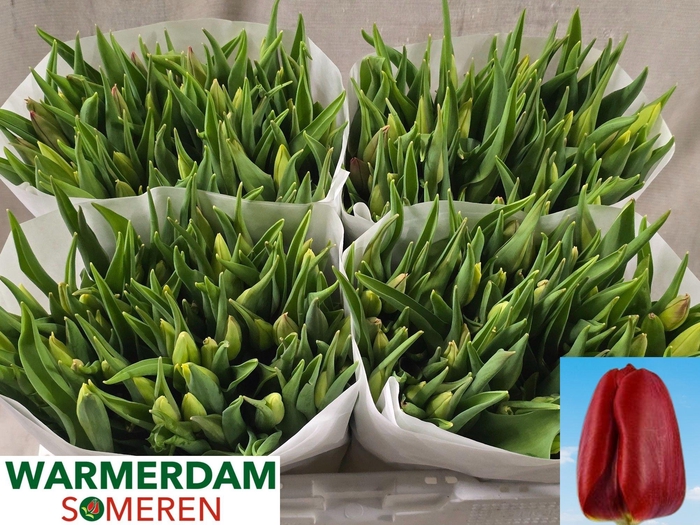 <h4>TU EN RED GOLD</h4>