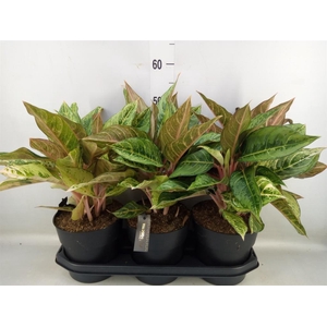 Aglaonema   ...