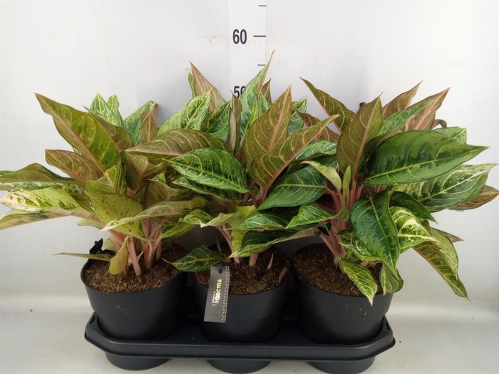 <h4>Aglaonema   ...</h4>