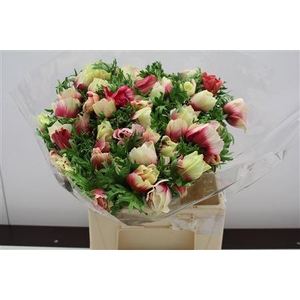 Anem Z Mistral Bicolor