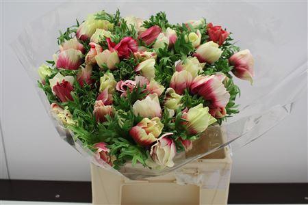 <h4>Anem Z Mistral Bicolor</h4>