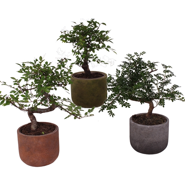 <h4>Bonsai Indoor Mix Ø12cm Mix B/S Shape in Ø 15cm Ceramic NT467</h4>