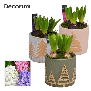 Arrangementen Hyacinthus 6%