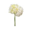 HORTENSIA FORCE 050 CM BRANCO