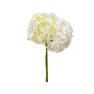HORTENSIA FORCE 060 CM BRANCO
