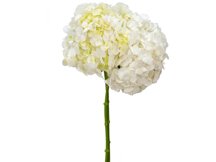 <h4>HORTENSIA FORCE 060 CM BRANCO</h4>