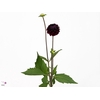 Dahlia Duke Duweno