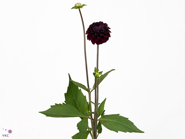 Dahlia Duke Duweno