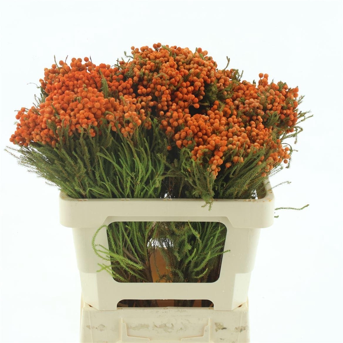 <h4>Kaaps Lanuginosa Klb Orange</h4>