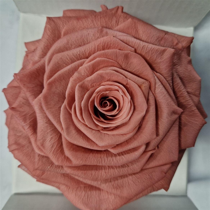 <h4>Ro Pres Xl Pink Dusty</h4>