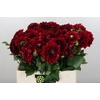 Dahlia Red Runner