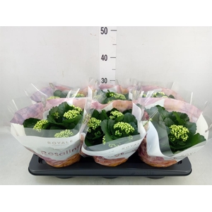 Kalanchoe blos. 'RosDon Dione'