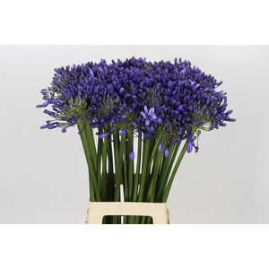 Agapanthus 'Buddy Blue'