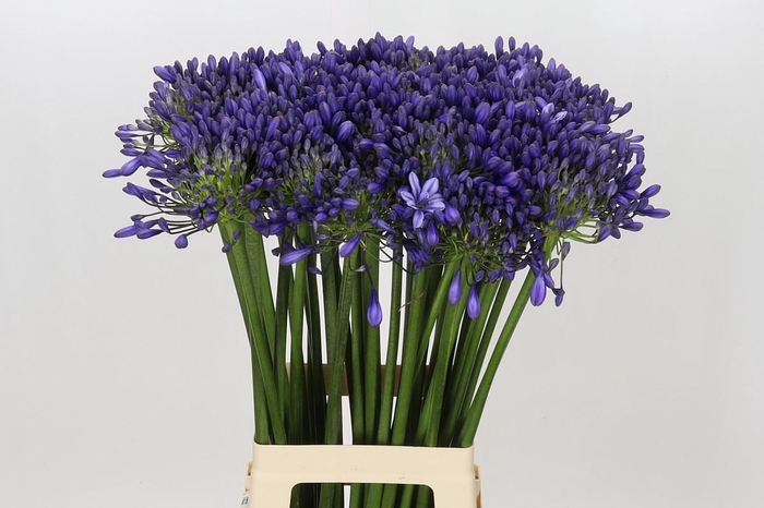 <h4>Agapanthus 'Buddy Blue'</h4>