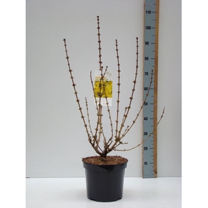 Forsythia intermedia