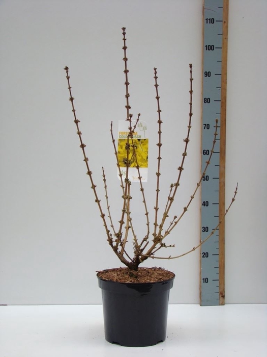 <h4>Forsythia intermedia</h4>