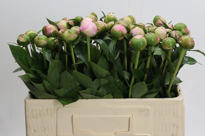 <h4>Paeonia Alertie</h4>