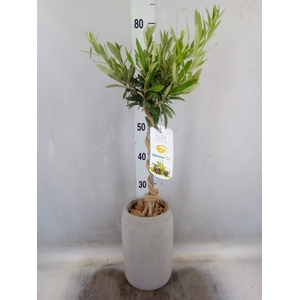 Arr.   Tuinplanten H%