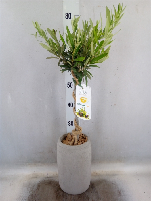 <h4>Arr.   Tuinplanten H%</h4>