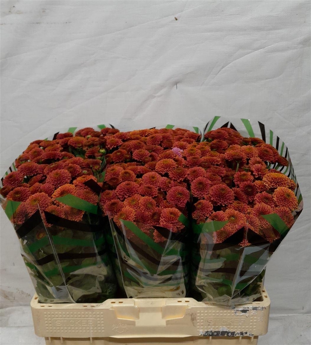 <h4>Chr S Aaa Doria Cherry</h4>