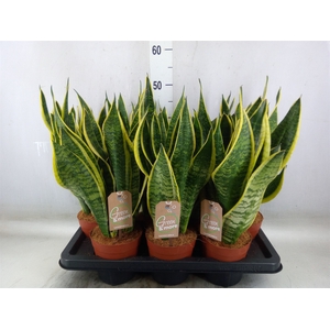 Sansevieria trifa. 'Futura Superba'