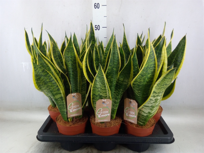 <h4>Sansevieria trifa. 'Futura Superba'</h4>