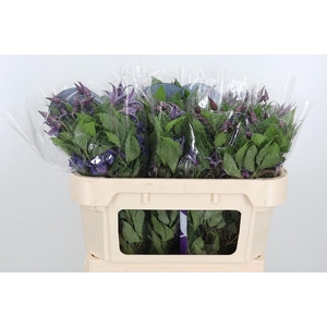 Clem Di Bl Pirouette