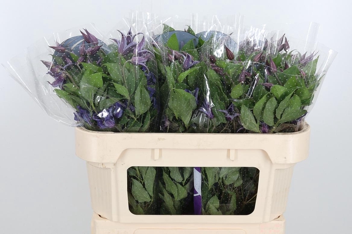 <h4>Clem Di Bl Pirouette</h4>