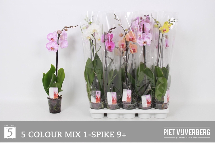 <h4>PHAL GEM 5 KL</h4>